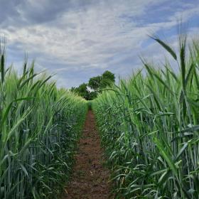 triticale trisem