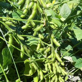 soya